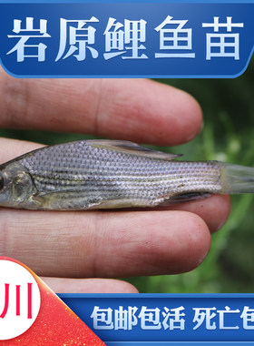 岩原鲤鱼苗淡水养殖食用高档活体观赏稀有水子黑鲤鱼岩鲤墨鲤