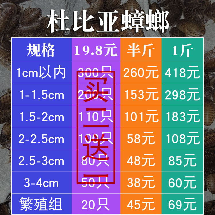 杜比亚蟑螂繁殖组幼体蜥蜴守宫乌龟龙鱼活饵饲料超樱桃蟋蟀
