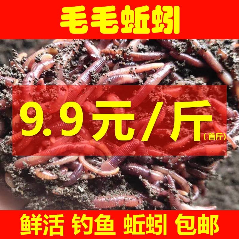 蚯蚓活饵鲜活散装盒装红蚯蚓1斤活体钓鱼饵料红虫种苗毛毛蚯蚓,户外/登山/野营/旅行用品,活饵/谷麦饵等饵料,淘宝优惠券,粉丝福利购,淘宝优惠卷