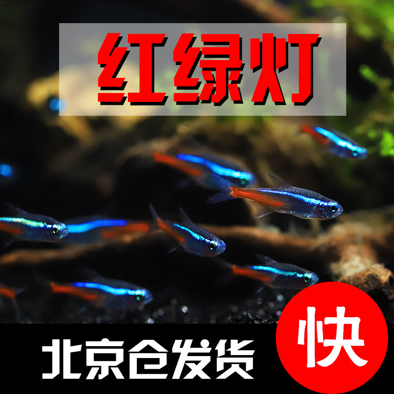 红绿灯鱼活体小型草缸观赏鱼套餐灯科鱼宝莲灯淡水新手耐养热带鱼