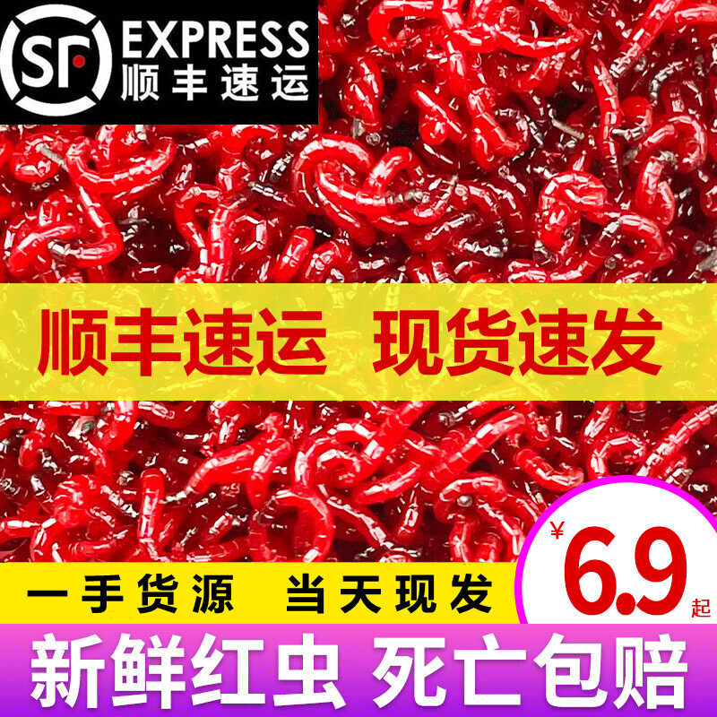 红虫活饵特大号公虫活体鲜活拉饵秋冬季鲫鱼野钓饵料钓鱼蚯蚓鱼饵