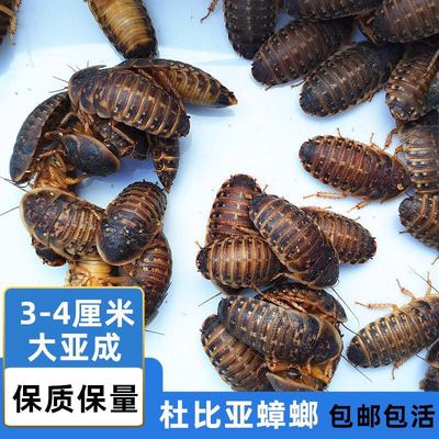 杜比亚蟑螂活体幼虫繁殖组爬宠饲料按斤鬃狮蜥蜴食粮鱼食观赏鱼