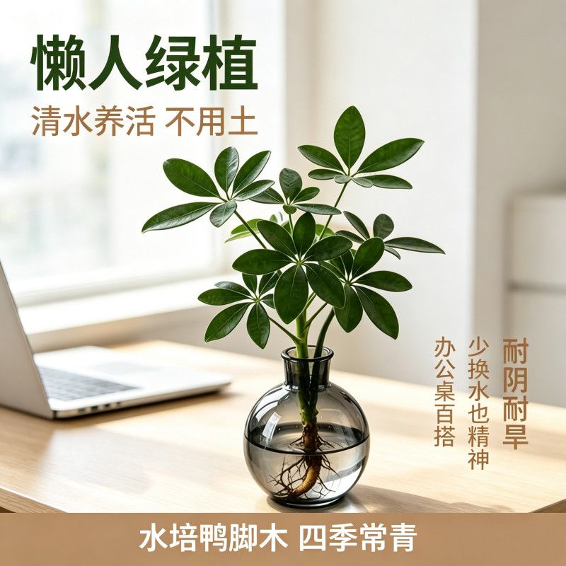 水培鸭脚木盆栽室内办公室花卉绿植水养客厅八方来财净化空气植物图片