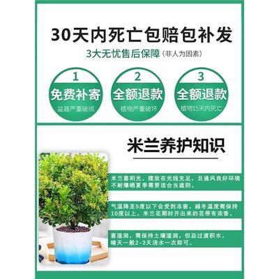 香水米兰花盆栽茉莉花卉植物室内驱蚊绿植浓香四季开花苗阳台好养