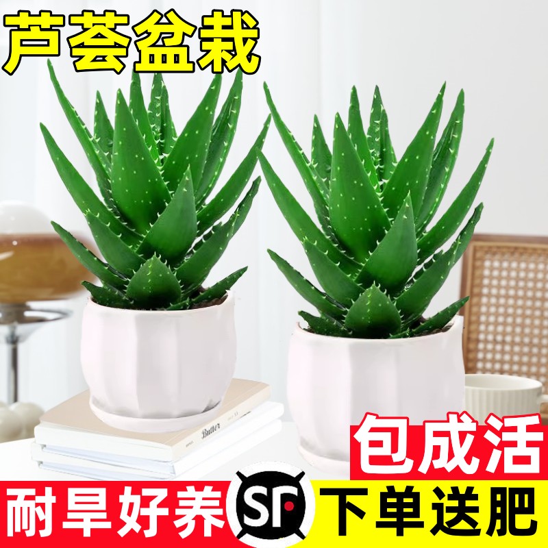 芦荟盆栽室内除甲醛净化空气绿植物办公桌多肉四季好养花卉仙人掌