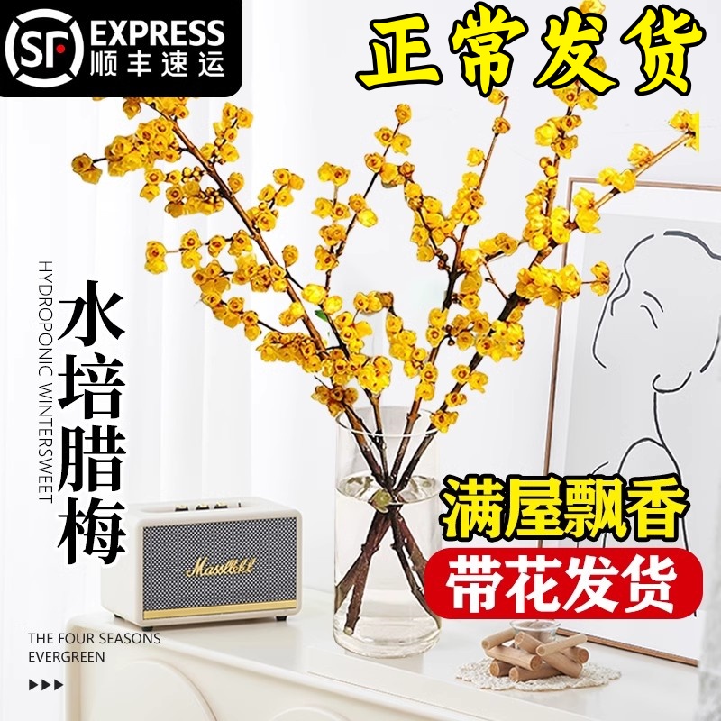 干枝腊梅鲜花带花苞室内外水培植物红梅鲜切花卉珍珠李年宵花耐寒