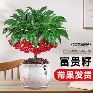 富贵籽盆栽黄金万两植物带果子红果客厅招财室内好养懒人花卉绿植