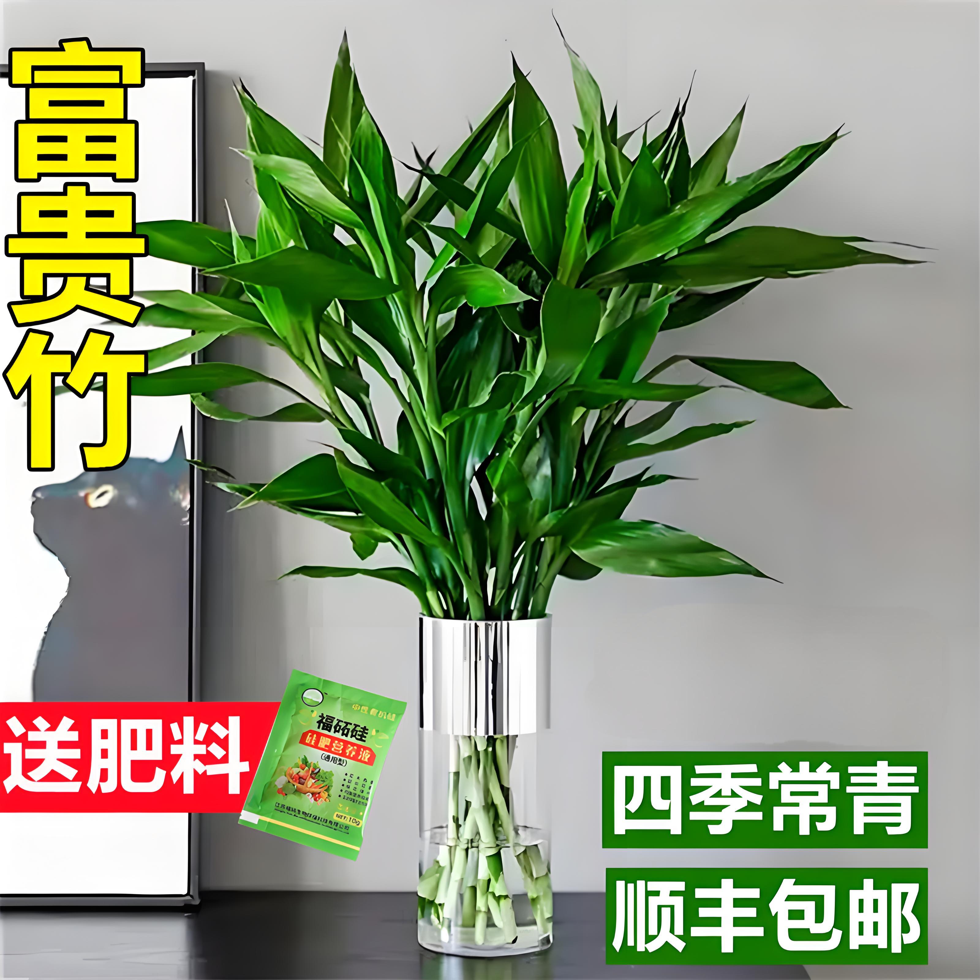 富贵竹水培植物客厅招财转运竹水养绿植物带根年宵花卉室内观音竹