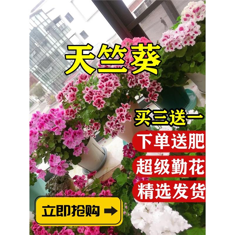 重瓣天竺葵盆栽花苗大花四季开花不断洋绣球苗室内阳台好养的花卉图片