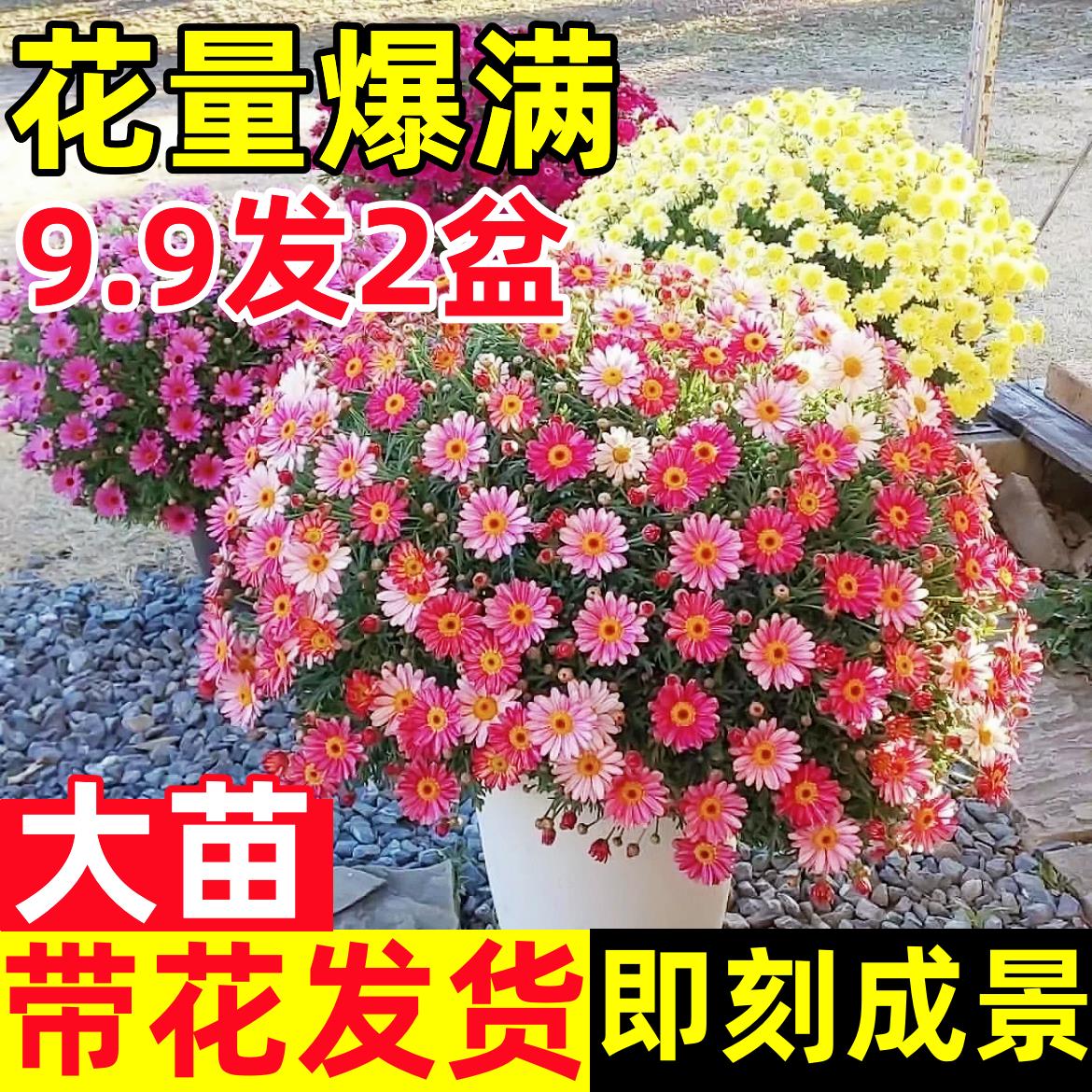 玛格丽特花苗阳台庭院好养花卉姬小菊盆栽观赏爆花机器重瓣小雏菊
