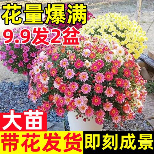 玛格丽特花苗阳台庭院好养花卉姬小菊盆栽观赏爆花机器重瓣小雏菊