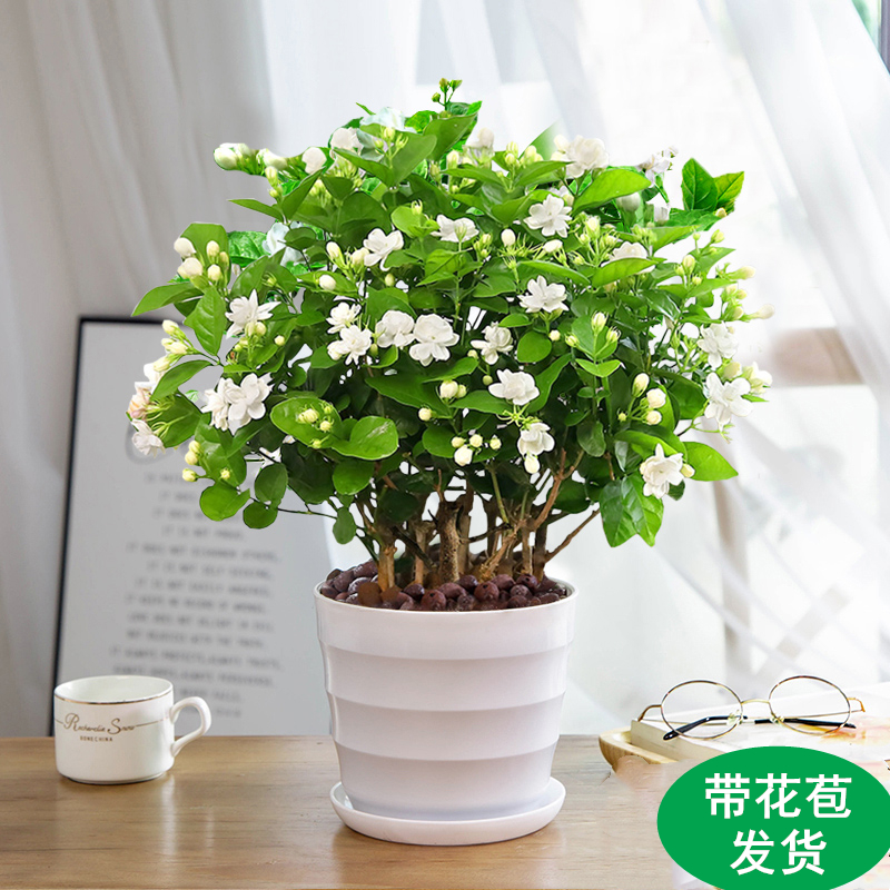 茉莉花苗盆栽带花苞栀子花卉植物室内绿植九里香浓香四季开花好养