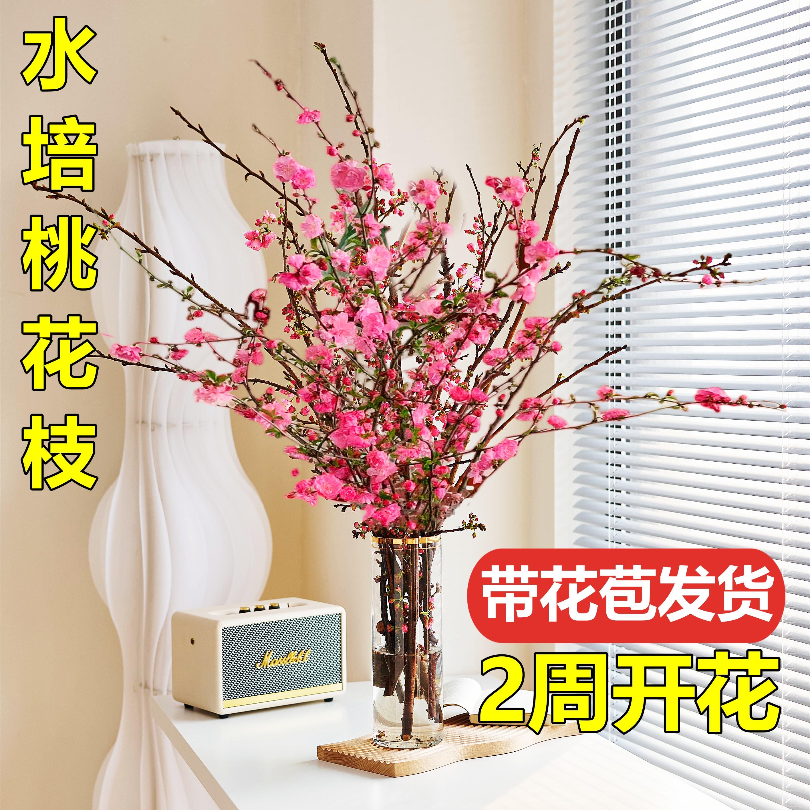 带花水培桃花枝树干枝珍珠李室内花卉盆栽梅花鲜切水养绿植物