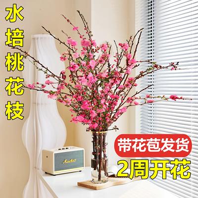 带花水培桃花枝树干枝珍珠李室内花卉盆栽梅花鲜切水养绿植物