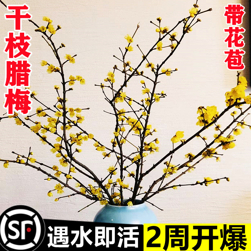 年宵花卉遇水开花干枝梅花素心腊梅鲜花珍珠李室内外水培植物耐寒