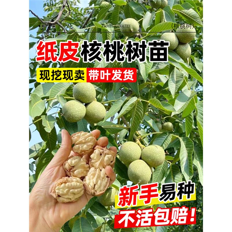 纸皮核桃树果苗南北方庭院地栽盆栽嫁接薄皮特大当年结果