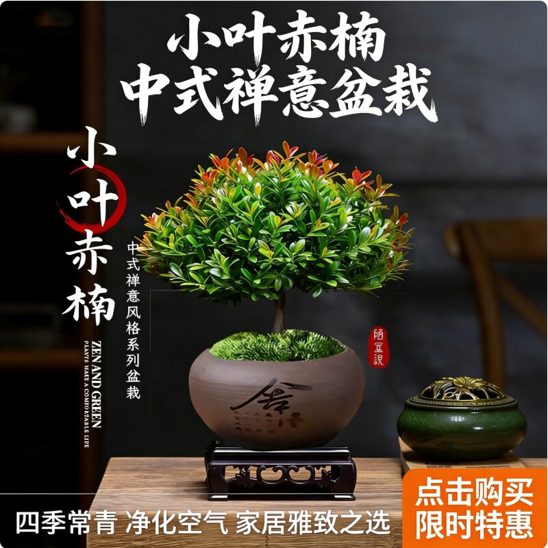 小叶赤楠老桩盆景苗植物花卉微景观水培办公室内好养四季常青盆栽