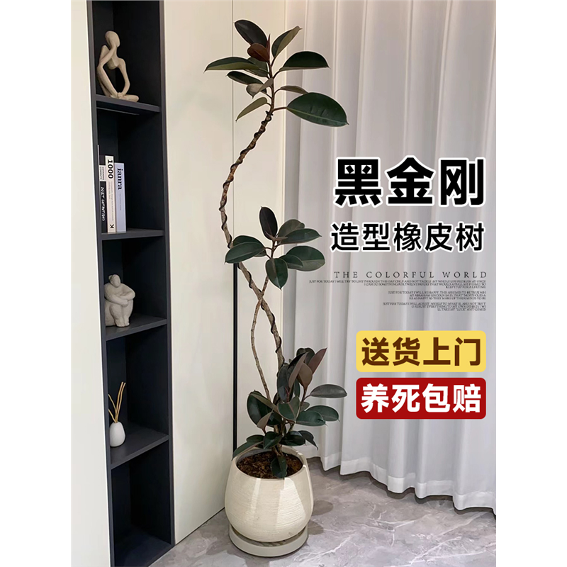 黑金刚橡皮树客厅大盆栽造型室内大型绿植好养四季办公室阳台植物