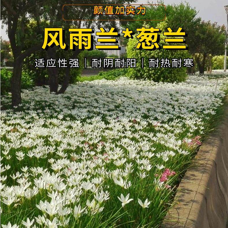 四季常青耐寒耐阴耐贫瘠