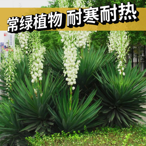 耐寒庭院植物常绿带土球发