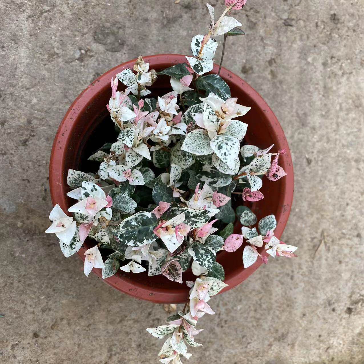 花叶蔓花叶络石黄金络石 彩叶络石藤耐寒耐高温爆晒耐热包邮