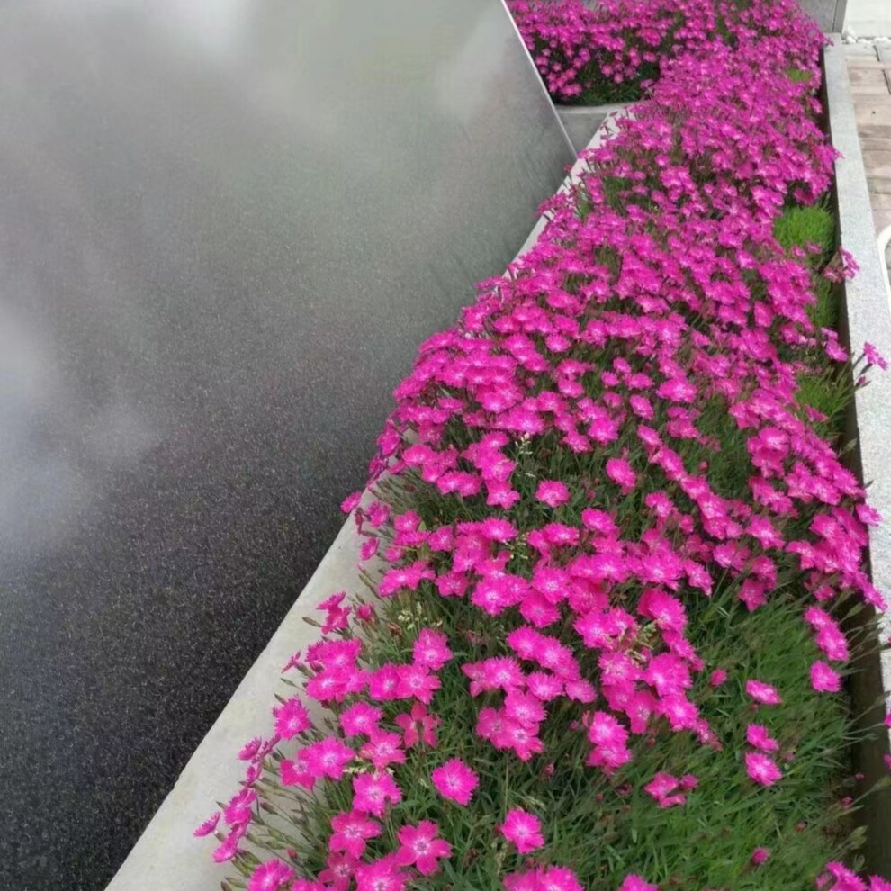 花园植物宿根地被欧石竹花苗盆栽带花苞四季花卉市政摆花耐寒