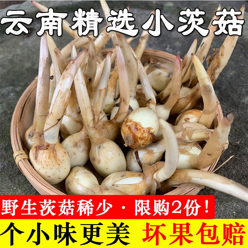云南野生小茨菇种籽粉糯茨菰新鲜迷你小慈姑种苗现挖白茨菇种子