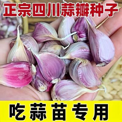 四川大蒜头籽干蒜紫皮头红根寒蒜蒜种子农家川蒜苔蒜苗四季种植