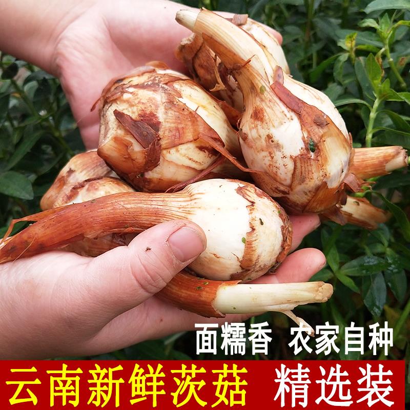 云南白茨菇种子新鲜现挖白慈姑大号农家自种粉糯茨菰白马蹄种苗