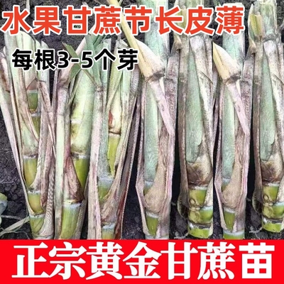 水果黑皮甘蔗苗种子苗种南北方青皮苗黄皮脆皮带芽孢白玉甘蔗种苗