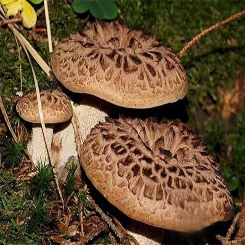 野生虎掌菌菌种枣翘鳞肉齿樟子菌老鹰菌菇包虎掌菇食用菌人工种植