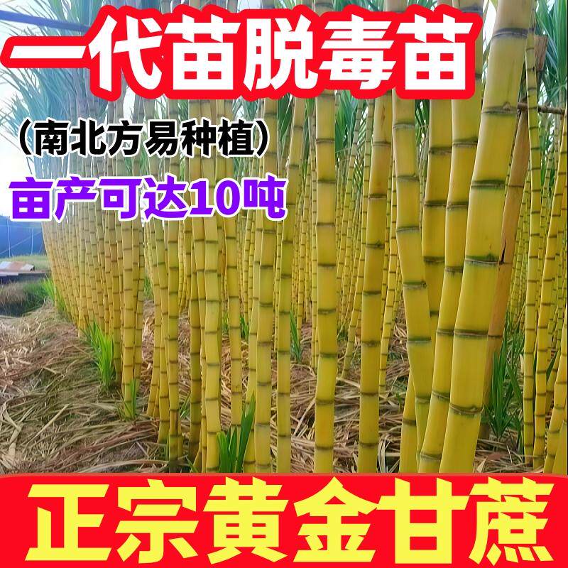 正宗黄皮甘蔗种苗脆甜带芽孢青皮广西水果黑皮甘蔗种子南北方种植图片