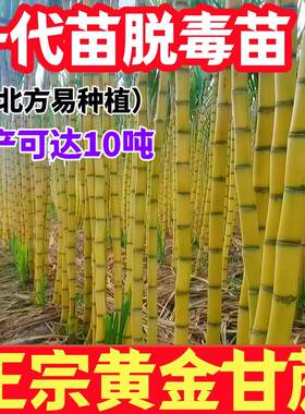 正宗黄皮甘蔗种苗脆甜带芽孢青皮广西水果黑皮甘蔗种子南北方种植