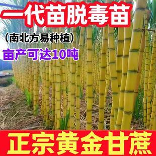 正宗黄皮甘蔗种苗脆甜带芽孢青皮广西水果黑皮甘蔗种子南北方种植