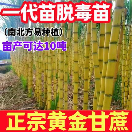 正宗黄皮甘蔗种苗脆甜带芽孢青皮广西水果黑皮甘蔗种子南北方种植