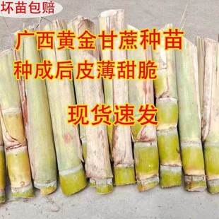南北方种植黑皮黄皮甘蔗种苗带芽苞高产节长甜水果盆栽甘蔗种种子