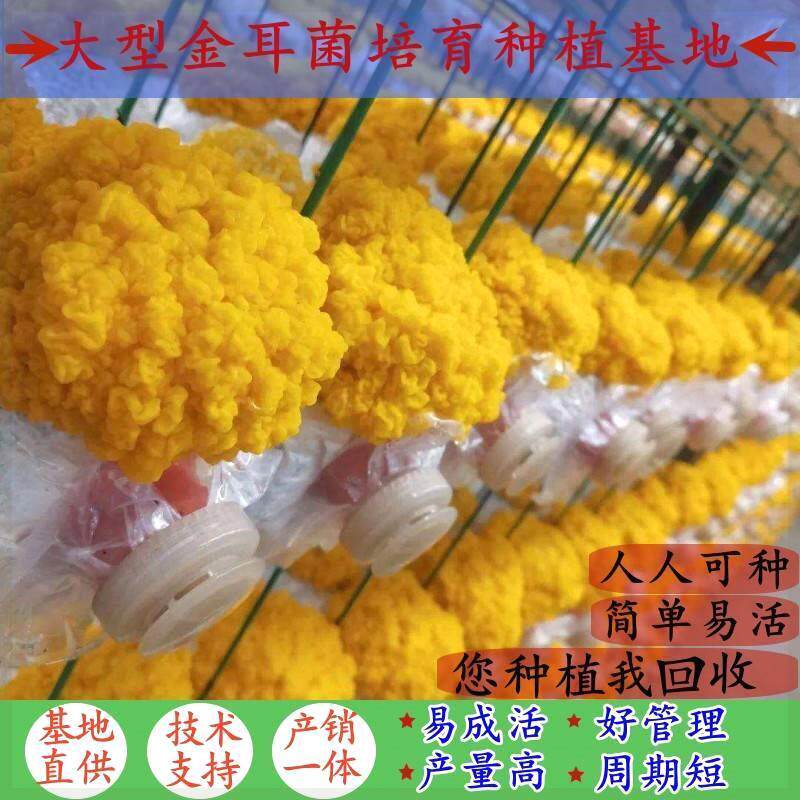 食用金耳菌种原种家庭种植蘑菇菌包菌棒槐耳金脑花栽培蘑菇种植包
