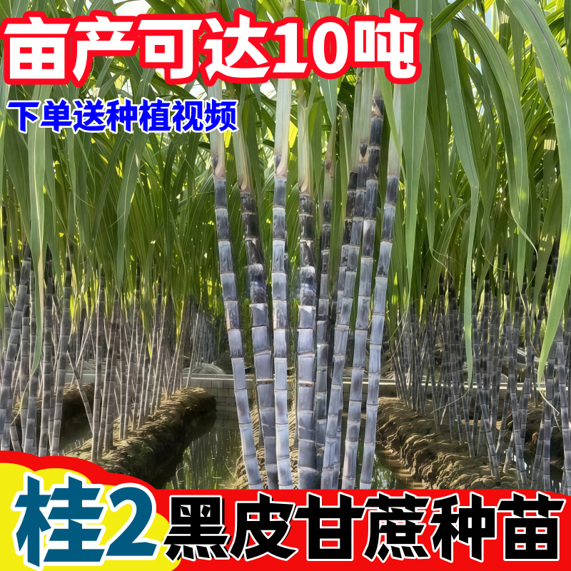 广西黑皮甘蔗苗种籽黄皮白玉脆甜高产清甜青皮甘蔗种苗种子带芽孢图片
