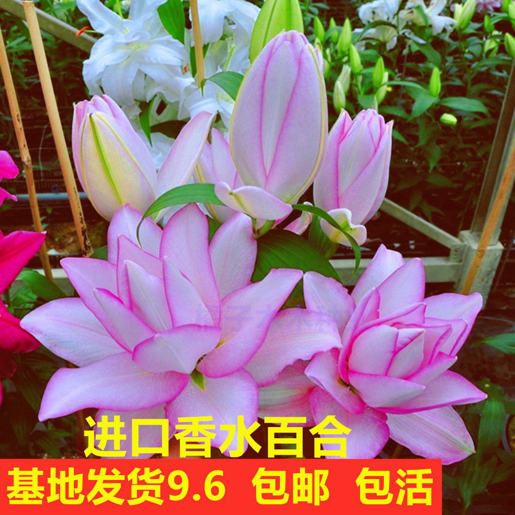进口重瓣香水百合花种球花种籽子鲜花盆栽带花苞阳台室内外卉四季