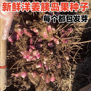 现货新鲜红皮洋姜种子鬼子姜不辣生菊芋泡菜腌制菜蔬菜5斤装产地