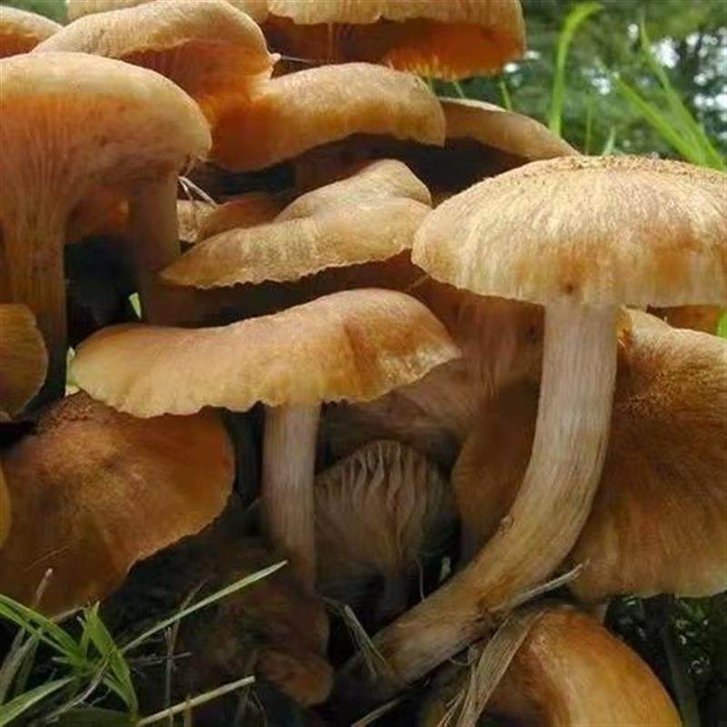 人工种植东北野生榛磨蘑菇菌种菌包原种蜜环菌蜜蘑蜜环蕈栎蕈菌棒