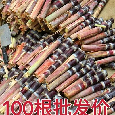 甘蔗苗种广西黑皮黄金南