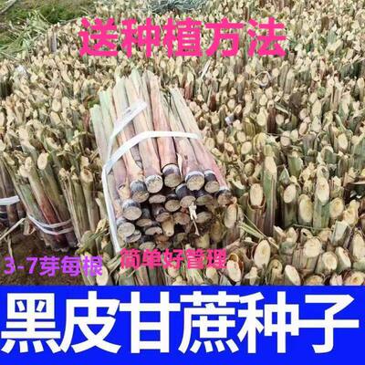 广西黑皮甘蔗苗脆皮黄金