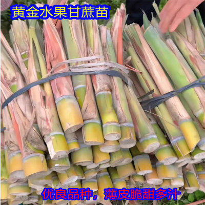 黑皮带芽孢甜甘蔗苗南北