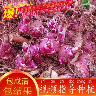 雪莲果种籽子种球现挖黄心红心优质高产种植苗云南农家雪连果种子