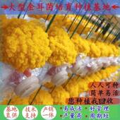 食用金耳菌菌种菌包菌棒四季 出菇客厅阳台盆景趣味栽培蘑菇种植包