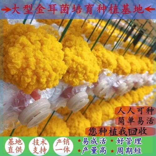 食用金耳菌菌种菌包菌棒四季出菇客厅阳台盆景趣味栽培蘑菇种植包