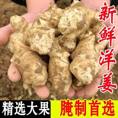 洋姜新鲜现挖野生洋姜鬼子姜不辣菊芋农家自种蔬菜生酱腌泡菜种子