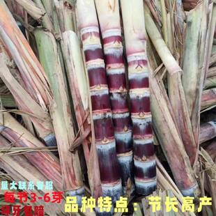 水果黑皮甘蔗苗盆栽南北方小苗种植带芽甘蔗种子广西黄皮甘蔗种苗