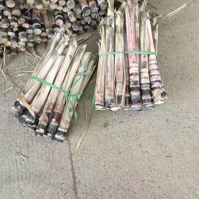 广西黑皮甘蔗苗种籽黄子